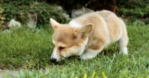 The Unexpected Reason Some Dogs Eat Grass