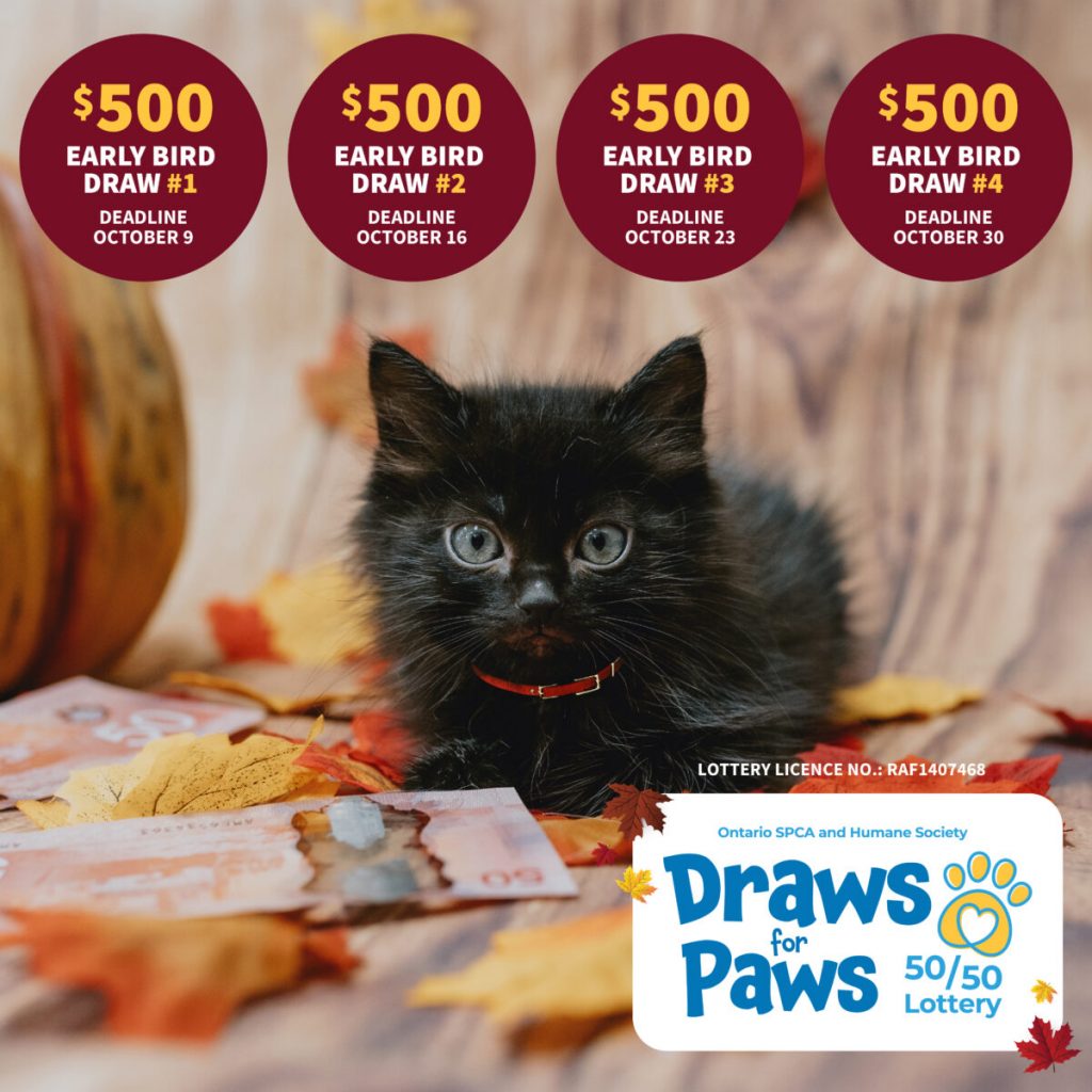 Rake in cash this fall with the Ontario SPCA’s Draws for Paws 50/50 Lottery