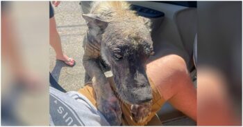 Dog Blackened To Stone Hid A Fluffy Purebred Beneath Hardened Skin