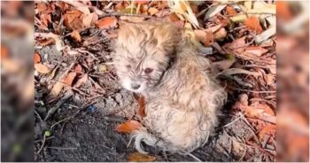 Listless Puppy Sat On Pile Of Leaves To Catch His Breath