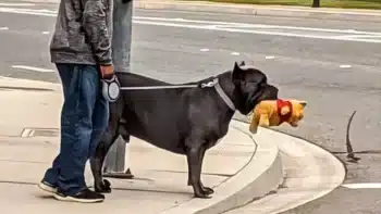 Dog Adopted for Security Turns Out to Be the Family’s Favorite Comedian