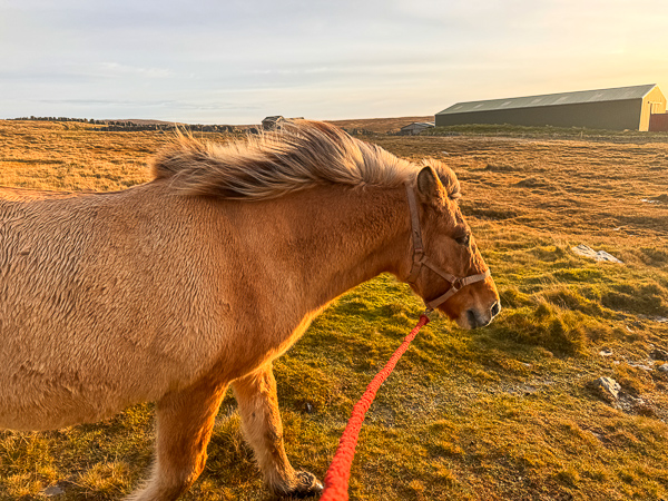 Bloody Shetland Ponies