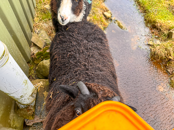 Nearly Feral Sheep