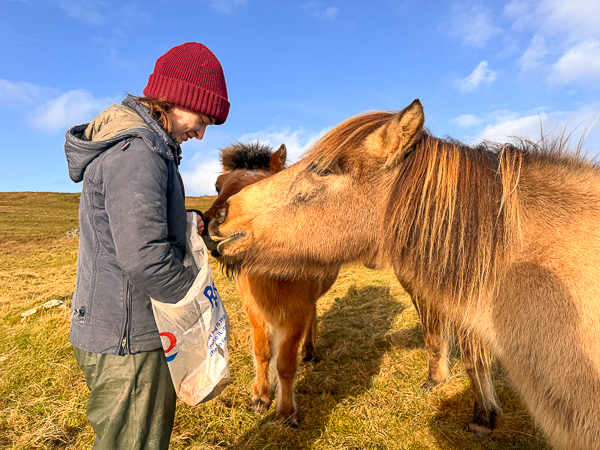 Have Carrots!