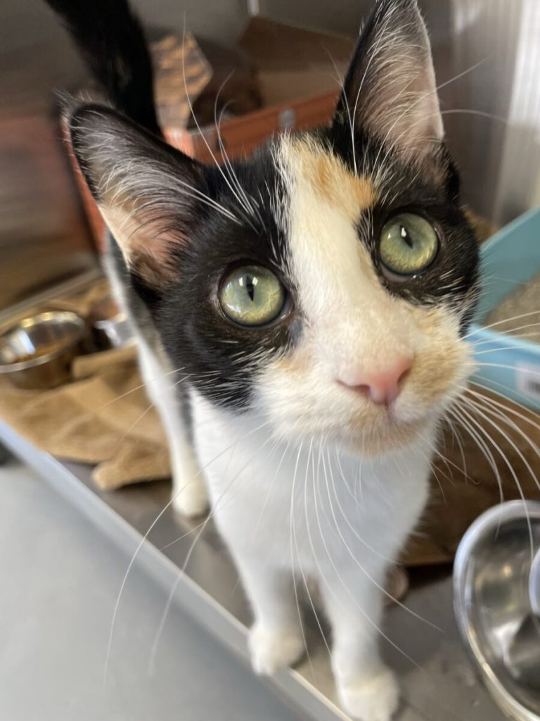 The Ontario SPCA and Humane Society welcomes 36 Northern cats in need of loving homes