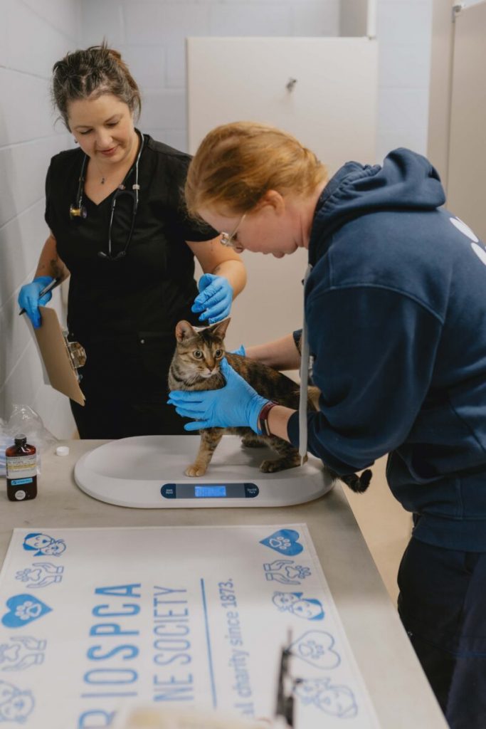 The Ontario SPCA performs 108 spay/neuter surgeries during mobile clinic in Muskoka