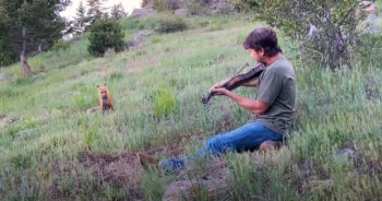 Dad’s Music Draws a Wild Fox Back to the Yard for Daily ‘Concerts’