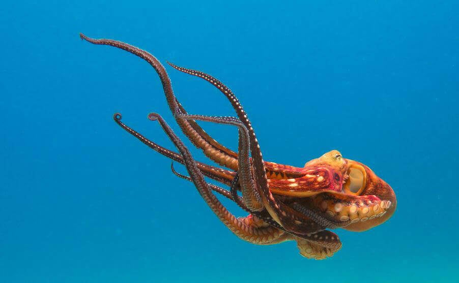 OCTO Act Becomes California Law, Banning Octopus Farms