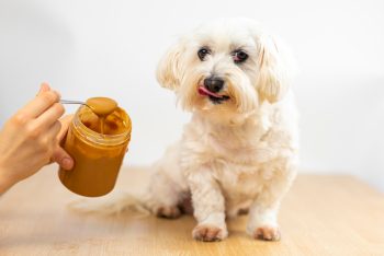 15 Healthy Snacks You Can Share With Your Dog