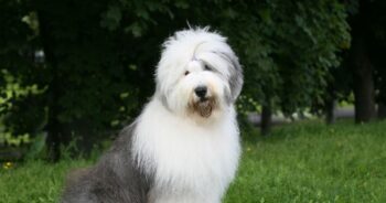 10 Things Every Old English Sheepdog Owner Needs in Their Home