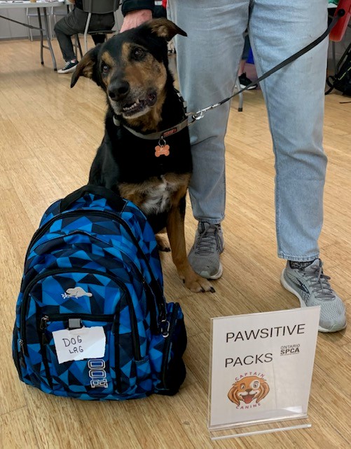 Pawsitive Packs: Keeping pets with the people who love them