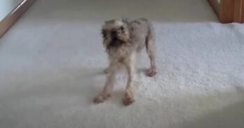 Tiny Dog Seeks Hilarious Revenge on Dad After Bath Time Meltdown