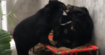 20-Year Separation Ends in Adorable Reunion for These Two Bears