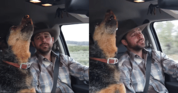 This Dog’s Favorite Country Song Brings Out Her ‘Inner Singer’ with Her Owner