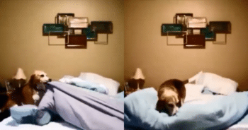 Beagle Steals Hearts Online with His Adorably Hilarious Bedtime Routine