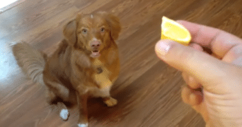 Curious Dog Tries Lemon Slice and Has the Cutest ‘Overreaction