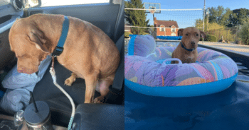 Pup Doesn’t Want to Go Back to Shelter, Not Knowing a Surprise Awaits