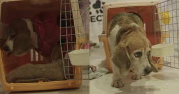 Resilient Beagle Who Spent Years in a Laboratory Cage Finally Finds Love and a Forever Family