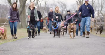 Mama Dog Joyfully Reunites with Her 12 Puppies After a Year Apart in an Unforgettable Celebration of Family