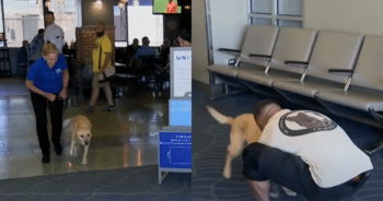 2-Years Later, Soldier Reunites with His ‘Beloved’ Partner Dog at the Airport