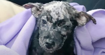 Man Puts His Blistered Puppy In Box, And Then Placed Her On Shelter’s Doorsteps