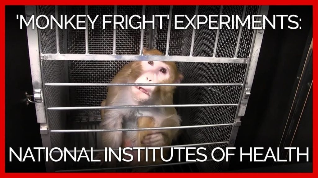 PETA Obtains Documents That Reveal Extreme Suffering in NIH Lab