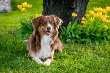 10 Things Every Australian Shepherd Owner Needs in Their Home