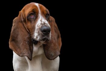 10 Things Every Basset Hound Owner Needs in Their Home