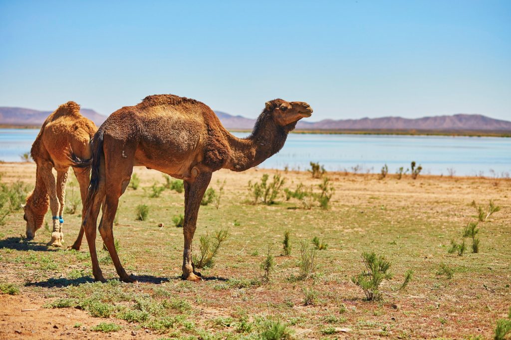 Love Is Blind to Animal Abuse? Why Camel Rides Are a Red Flag