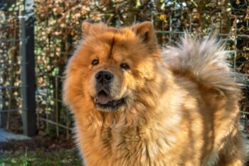 10 Things Every Chow Chow Owner Needs in Their Home