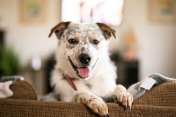 10 Things Every Australian Cattle Dog Owner Needs in Their Home