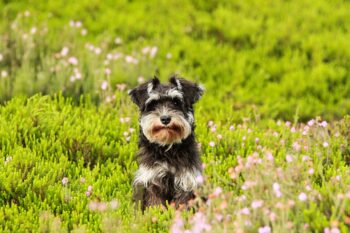 10 Things Every Schnauzer Owner Needs in Their Home