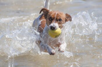 15 Fascinating Reasons Some Dogs Are Obsessed with Tennis Balls