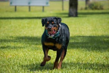 11 Reasons Rottweilers Are Not For Everyone