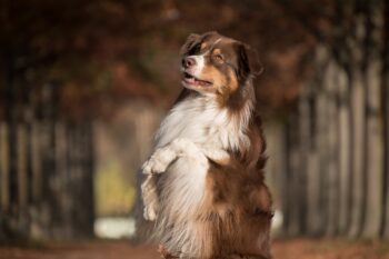 9 Fun Facts You Didn’t Know About Australian Shepherds