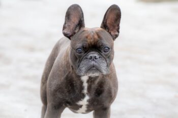 10 Things Every French Bulldog Owner Needs in Their Home