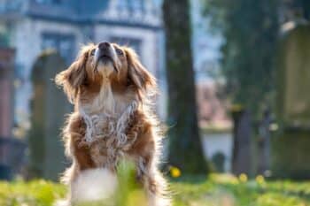 Why Do Dogs Sometimes Snap at the Air? It’s Not Always About Flies