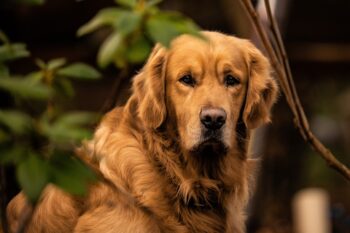 10 Things Every Golden Retriever Owner Needs in Their Home