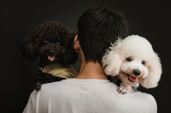 15 Best Therapy Dog Breeds for Emotional Support