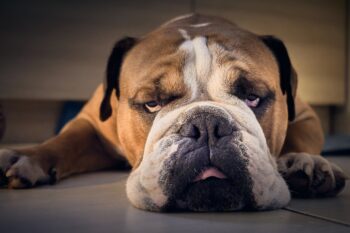 The Surprising Reason Dogs Sometimes Sleep With Their Eyes Open