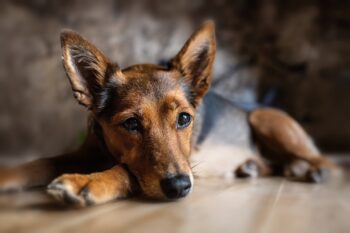 The Unexpected Reason Some Dogs Are Afraid of Hardwood Floors