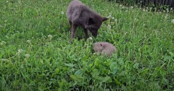 Rescuer Introduces New Pup to the Pack, Anxiously Awaiting Their Acceptance