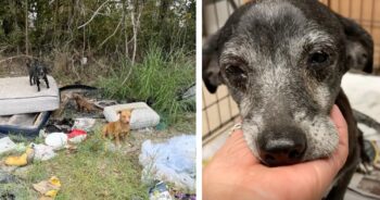 3-Generations of Abandoned Dogs Find Hope Thanks to Compassionate Rescuer