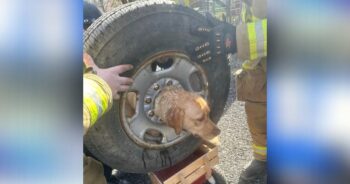 Firefighters’ Ingenious Plan Saves Dog Trapped Inside Tire