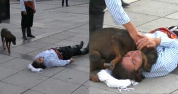 Stray Dog Steals the Show, Comforts ‘Injured’ Street Performer