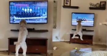 Dog Can’t Contain Excitement Watching Horse Race on TV