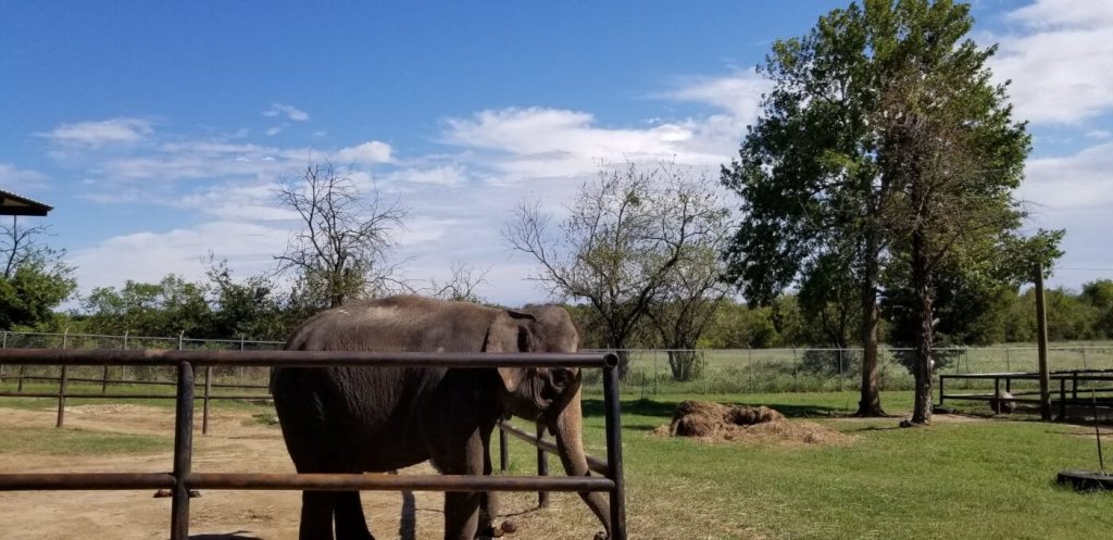 Woman Allegedly Maimed at Elephant ‘Retirement Ranch’ Run by Infamous Circus