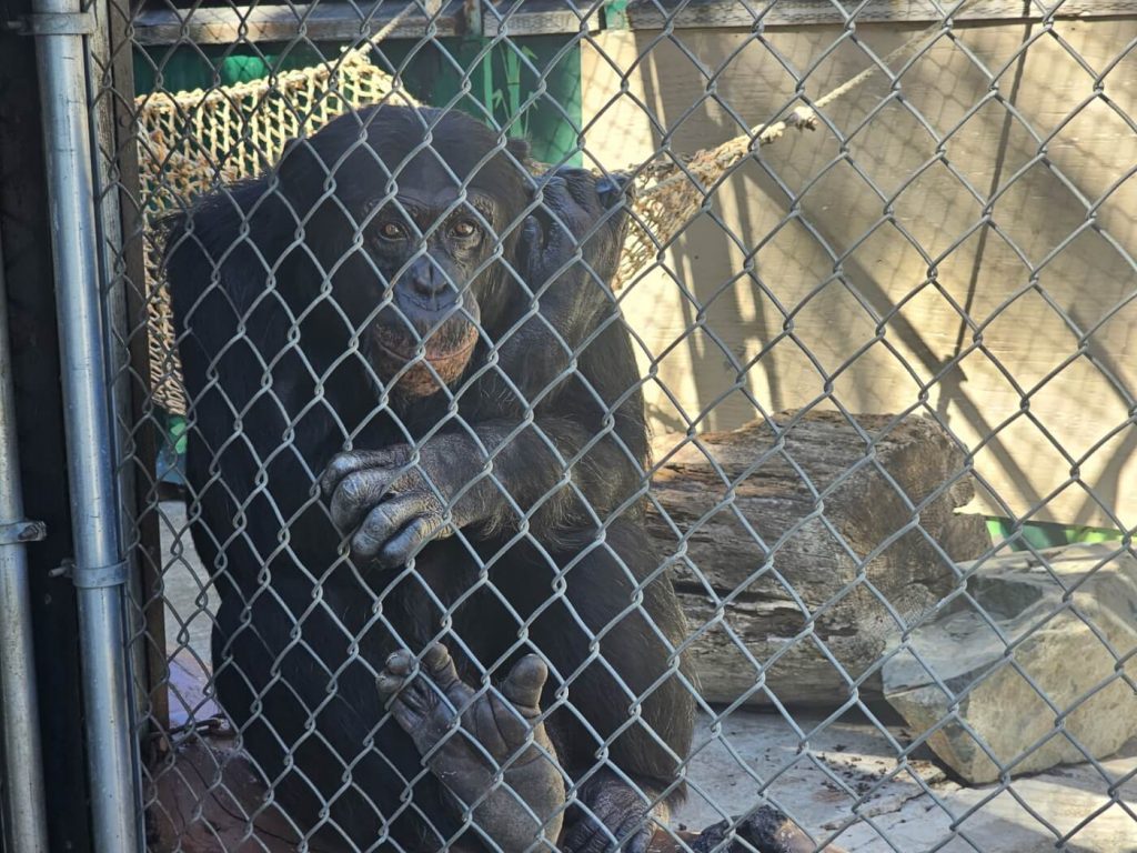 Feds Find Thin Capybara, Chimpanzee in Solitary Confinement, and Other Damning Issues at Oregon Roadside Zoo