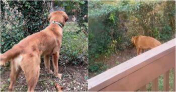 Puppy Removes Gap In Ivy To Get A Better View Of Someone Nextdoor