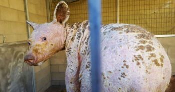 Bald Black Bear Found In Dumpster, 1-Year Later Her Transformation Is Complete